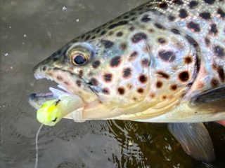 Brown trout