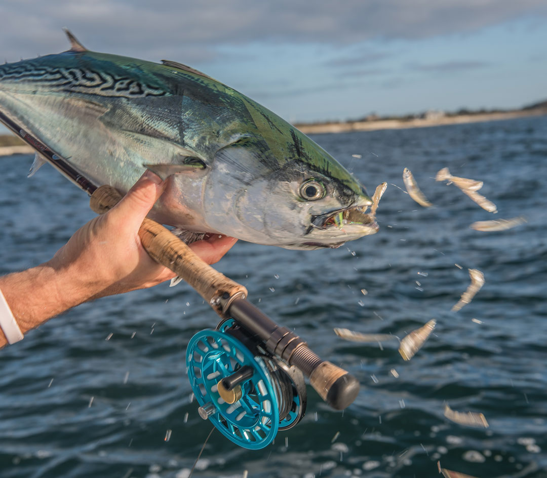 Albie spitting baitfish