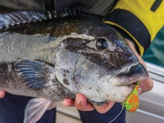 big tautog on a jig