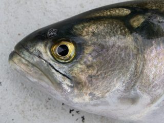 bluefish