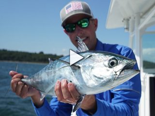 Chasing False Albacore