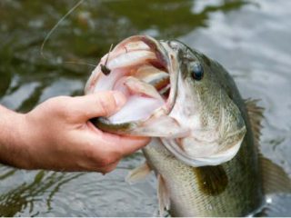 Jigs worked slowly for cold water largemouth bass