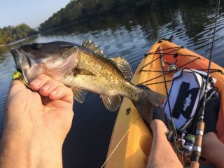 summer largemouth