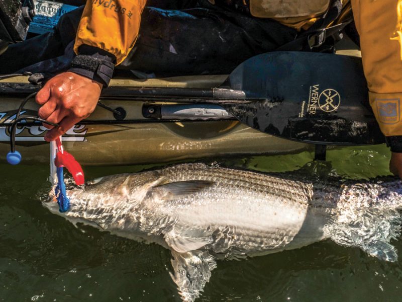 kayak striper