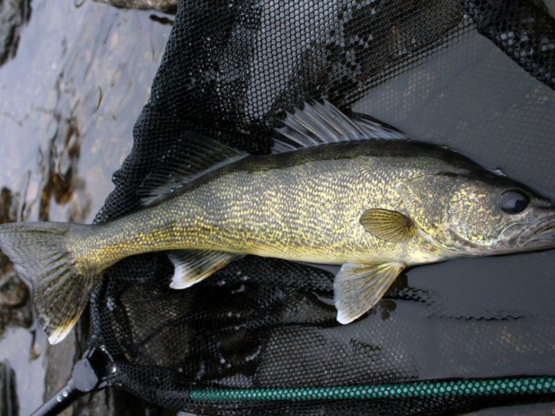 walleye