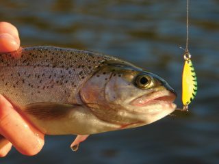 rainbow trout on Little Cleo