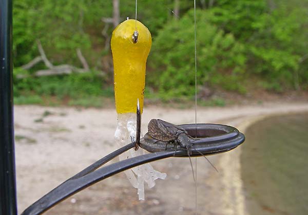 Even when trout are feeding on hatching flies, a crappie tube jigged just below the surface will draw strikes.