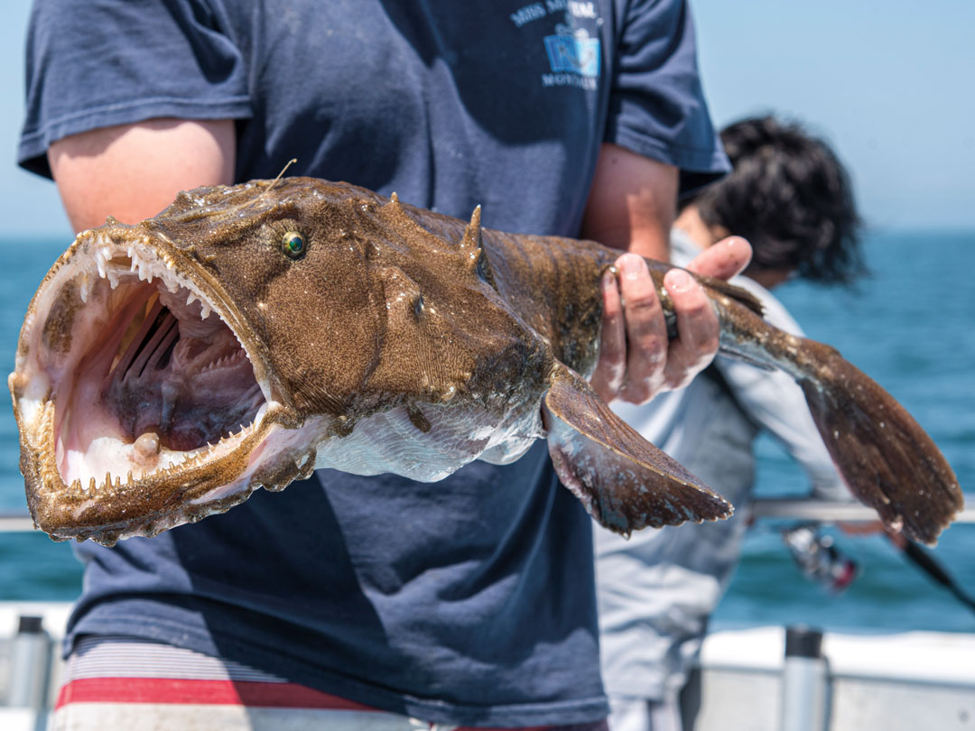 monkfish