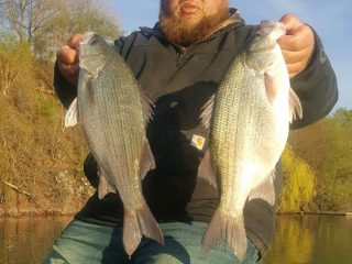 Morgan Fonzi state record white bass