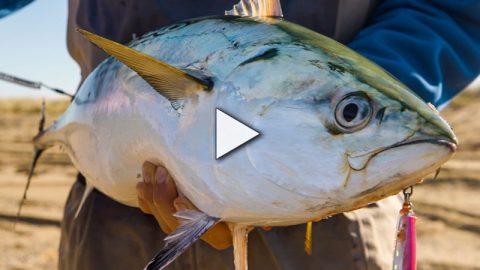 Fall Surfcasting on Nantucket