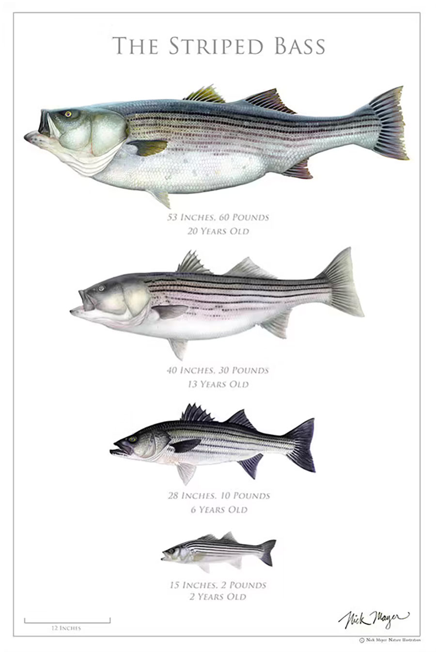 Nick Mayer Striped Bass Poster