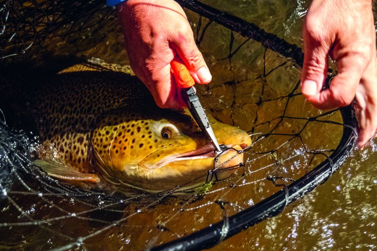 Selkirk Shores State Park and Mexico Point Boat Launch are good locations to access Lake Ontario for brown trout.