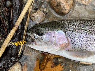 Rainbow Trout Cape Cod