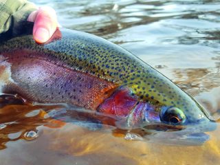 Rainbow trout