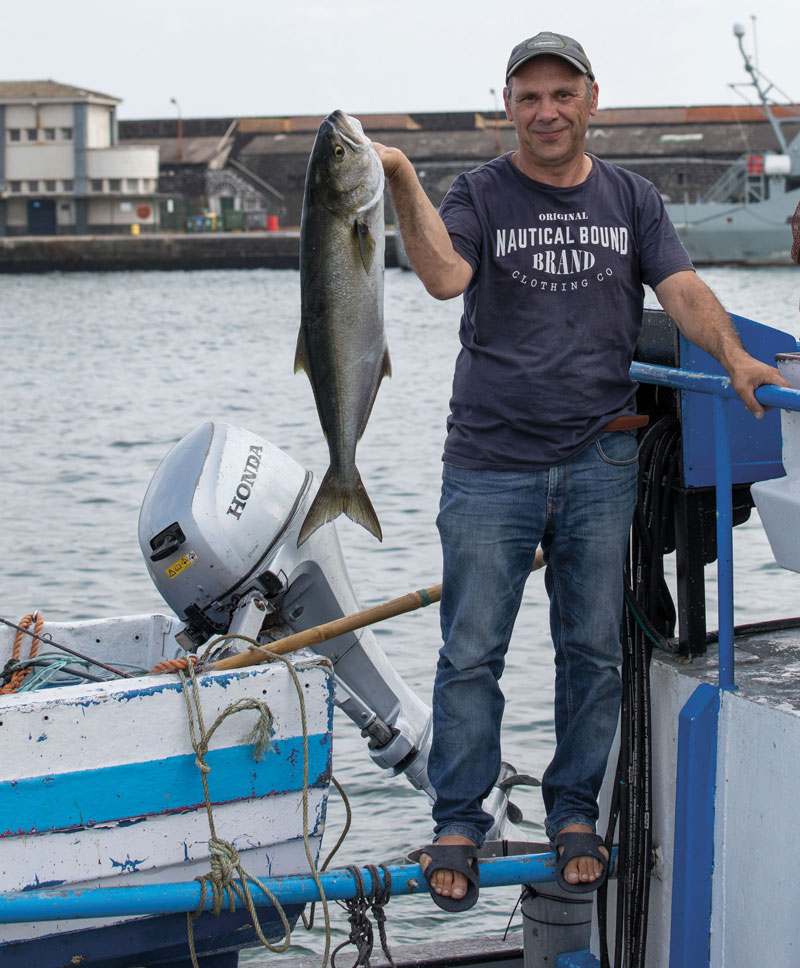 Azores bluefish