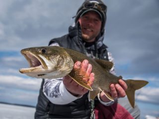 Sebago lake trout