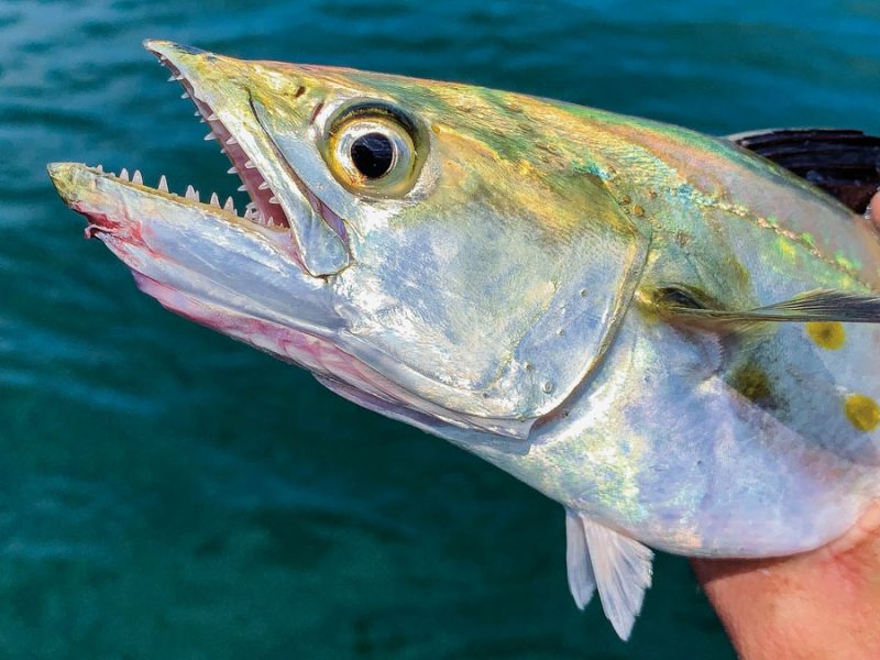 Spanish Mackerel