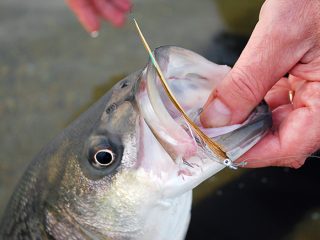 The first stripers of the year tend to be on the smaller side, but if you know where to find them they can provide you with some steady action.