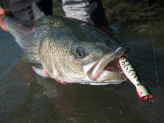 top water striped bass on Strike King