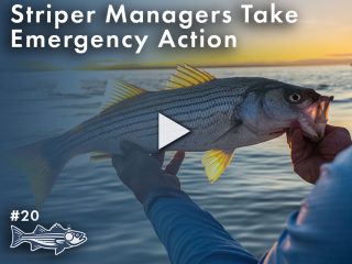 Striper Management