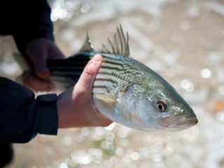 schoolie striped bass