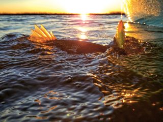 sunset topwater striper