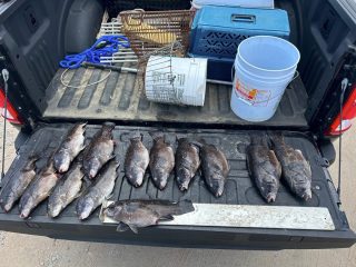 RI tautog poachers busted