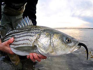 NY striped bass