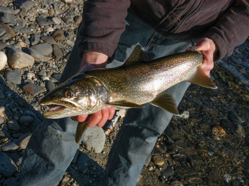 sunrise lake trout