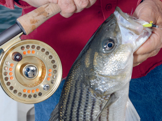 Spring Striper Fly Fishing